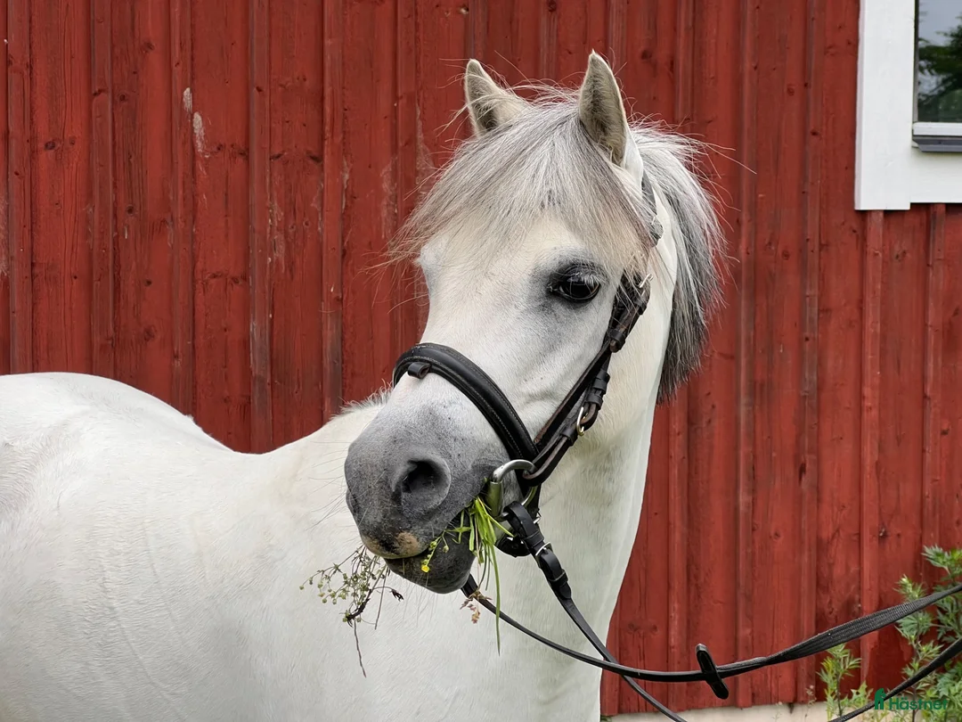 Allround hästar till salu: Dröm ponnyn för alla ryttare - Annons 1