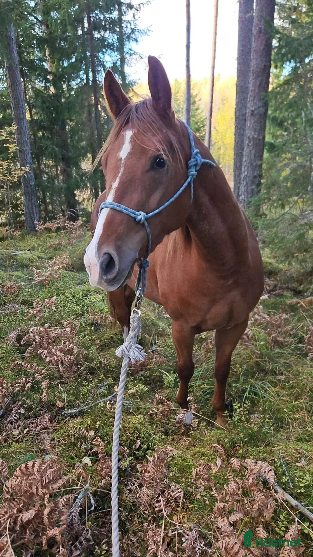 Allround hästar till salu: Korsning quarter - Annons 1