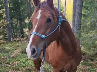 hästar Korsning quarter - Annons 9