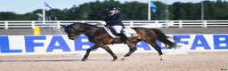 Dressyr hästar till salu: Superfin maxad C-Ponny - Annons 7