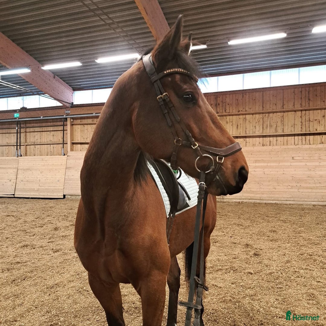 Allround hästar till salu: ✨Vacker och positiv fullblodsvalack säljes✨ i Söderbärke - Annons 5