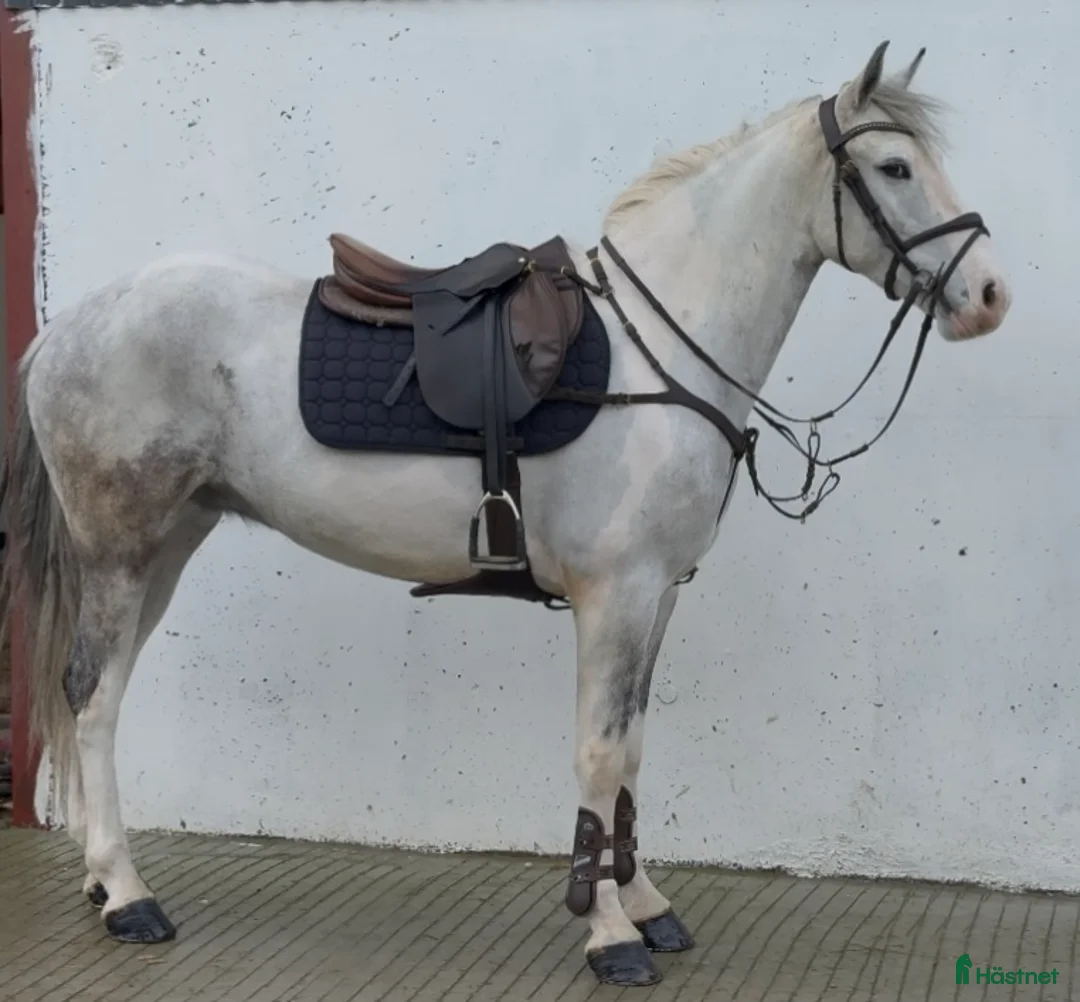 Allround hästar till salu: Super cute 147cm Irish pony  - Annons 2