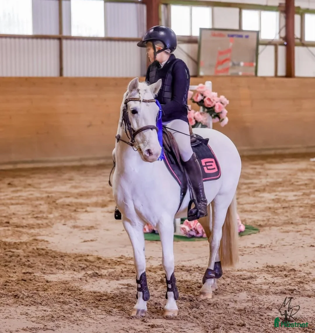 Allround hästar till salu: C-ponny ⭐️ - Annons 1