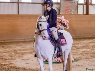 hästar C-ponny ⭐️ - Annons 4