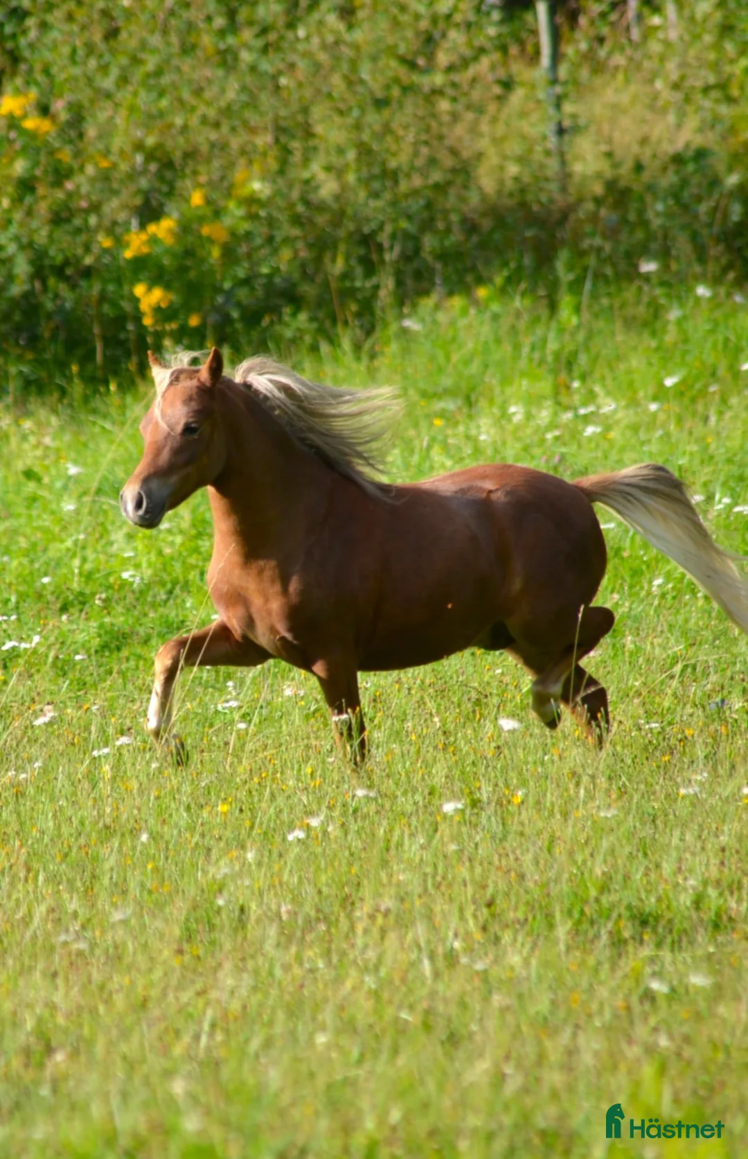 Allround hästar till salu: *Otroligt vacker 1 års hingst, AMHA * - Annons 2