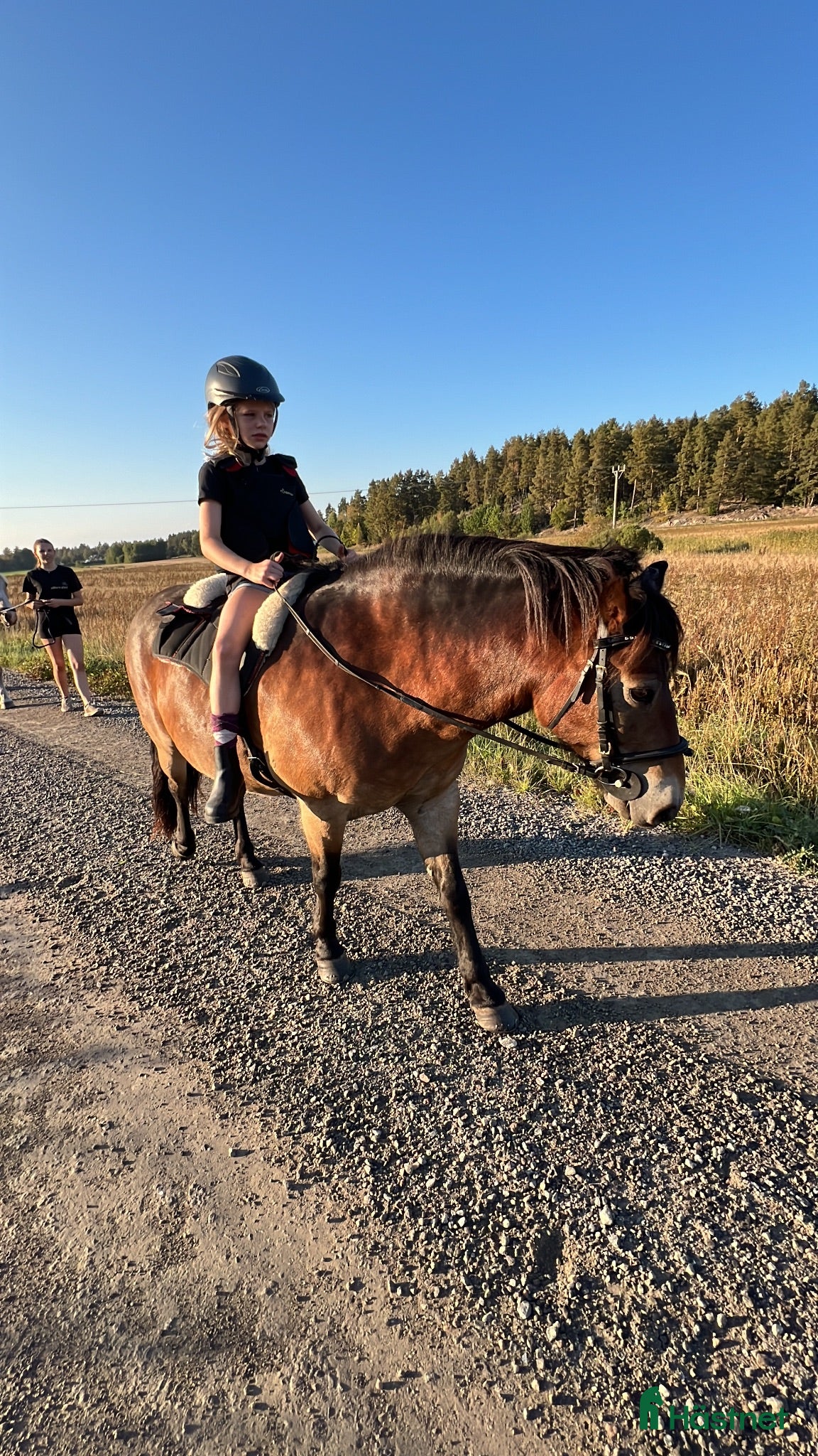  hästar Farbror Frej söker sin nästa bästa vän ❤️ - Annons 2