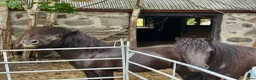 Trav hästar till salu: Framtida trav/ridponny? i Olofström - Annons 3