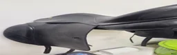 Sadlar hästutrustning till salu: Prestige Hippos Dressage 17"/34" i Vikbolandet - Annons 6