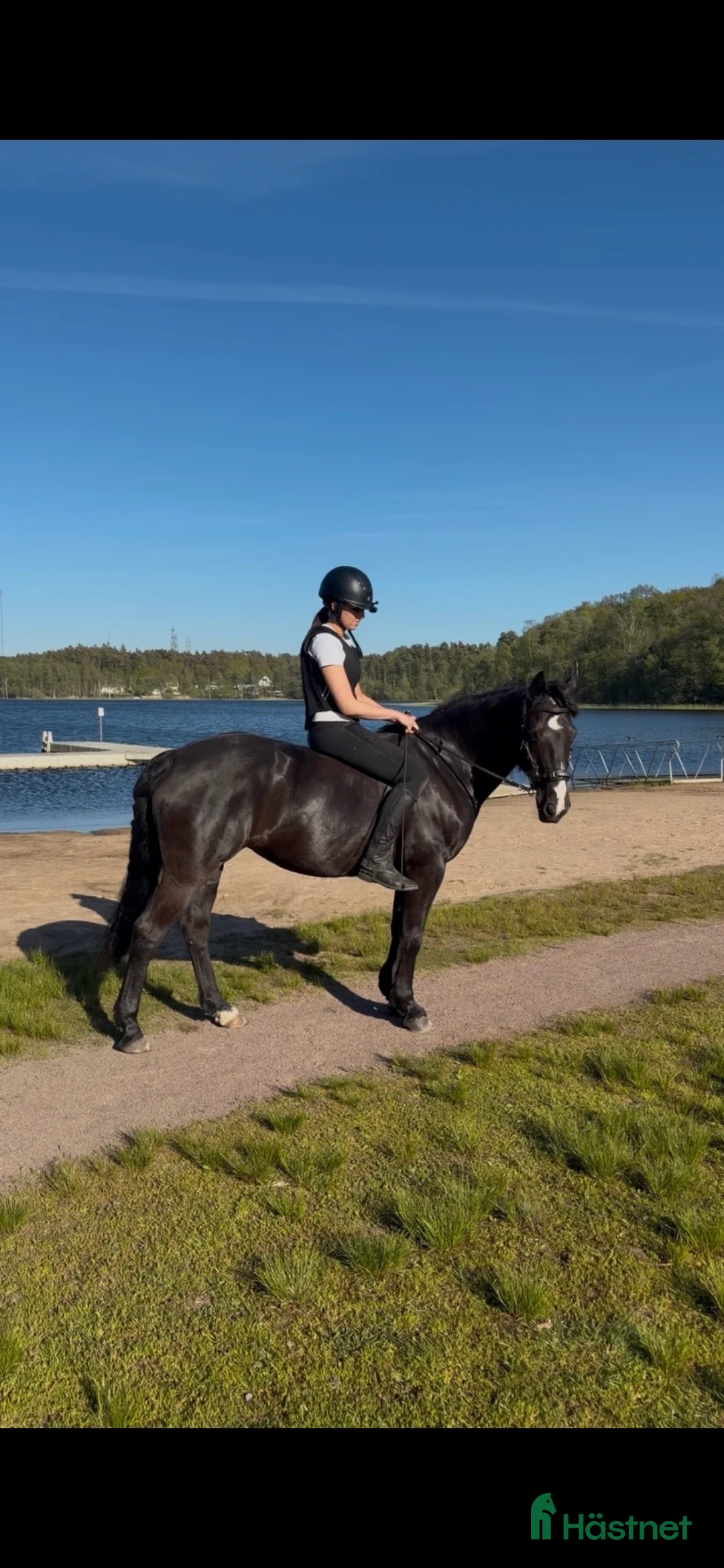  medryttarhäst sökes: Söker häst 1-2 dagar/vecka! - Annons 1