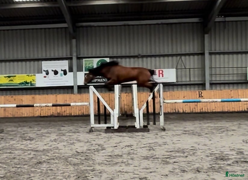  hästar 3-årigt sto e Emerald x Big Star x Lux Z - Annons 1