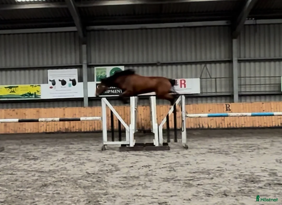 Hoppning hästar till salu: 3-årigt sto e Emerald x Big Star x Lux Z - Annons 1