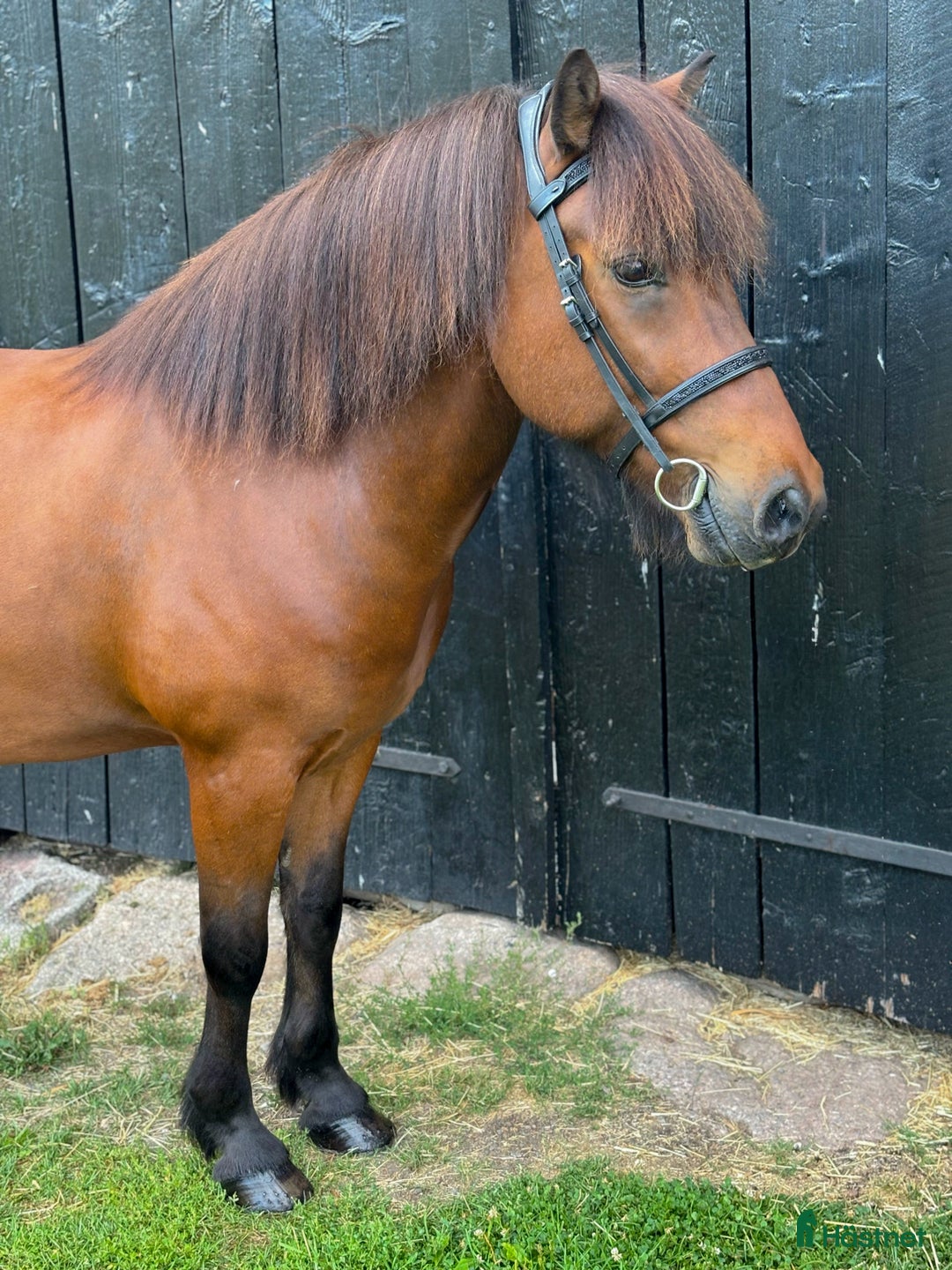 Island hästar till salu: Snygg valack med utstrålning!  i Rimforsa - Annons 3
