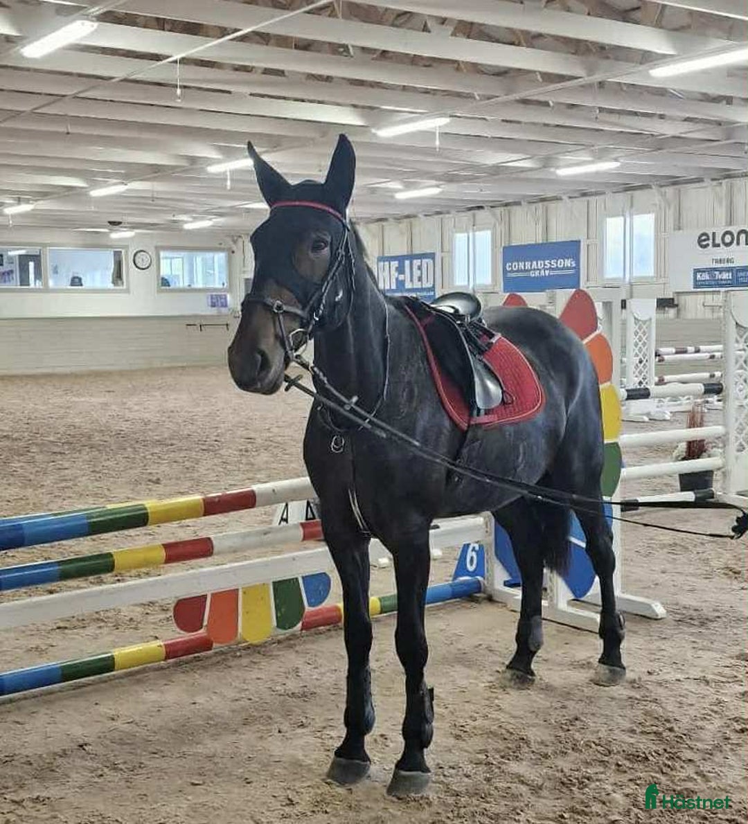  foderhäst finnes: Delfodervärd eller betalande medryttare i Nässjö - Annons 2