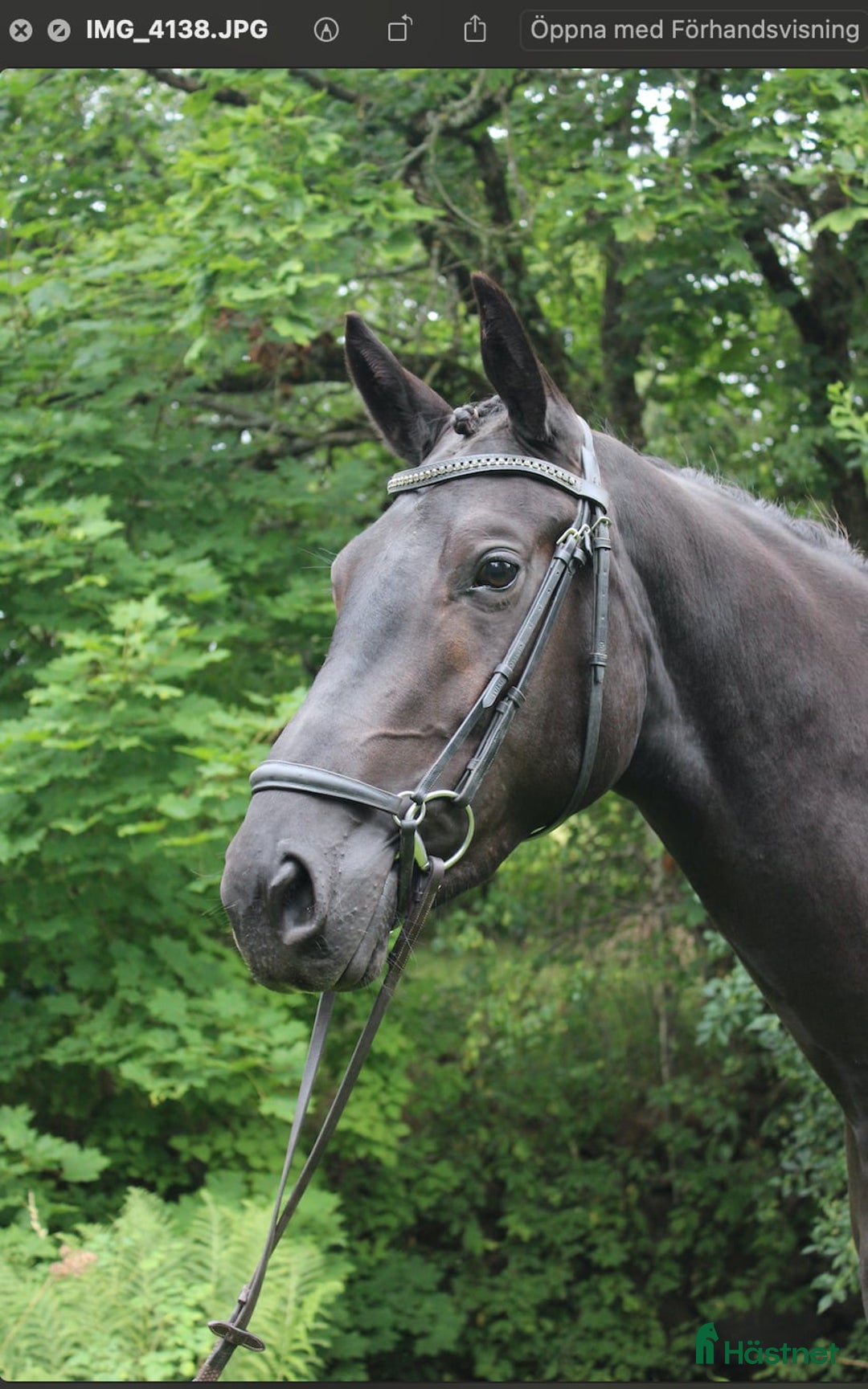 Dressyr hästar till salu: Underbart Swb sto   i Hörby - Annons 3