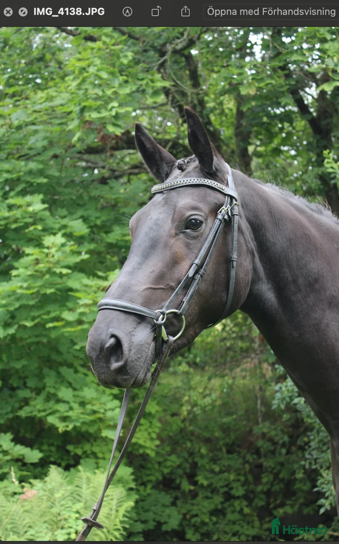 Dressyr hästar till salu: Underbart Swb sto   - Annons 3