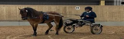 Allround hästar till salu: Russhingst, dubbla utmärkelser vid kvalitetstest. - Annons 4