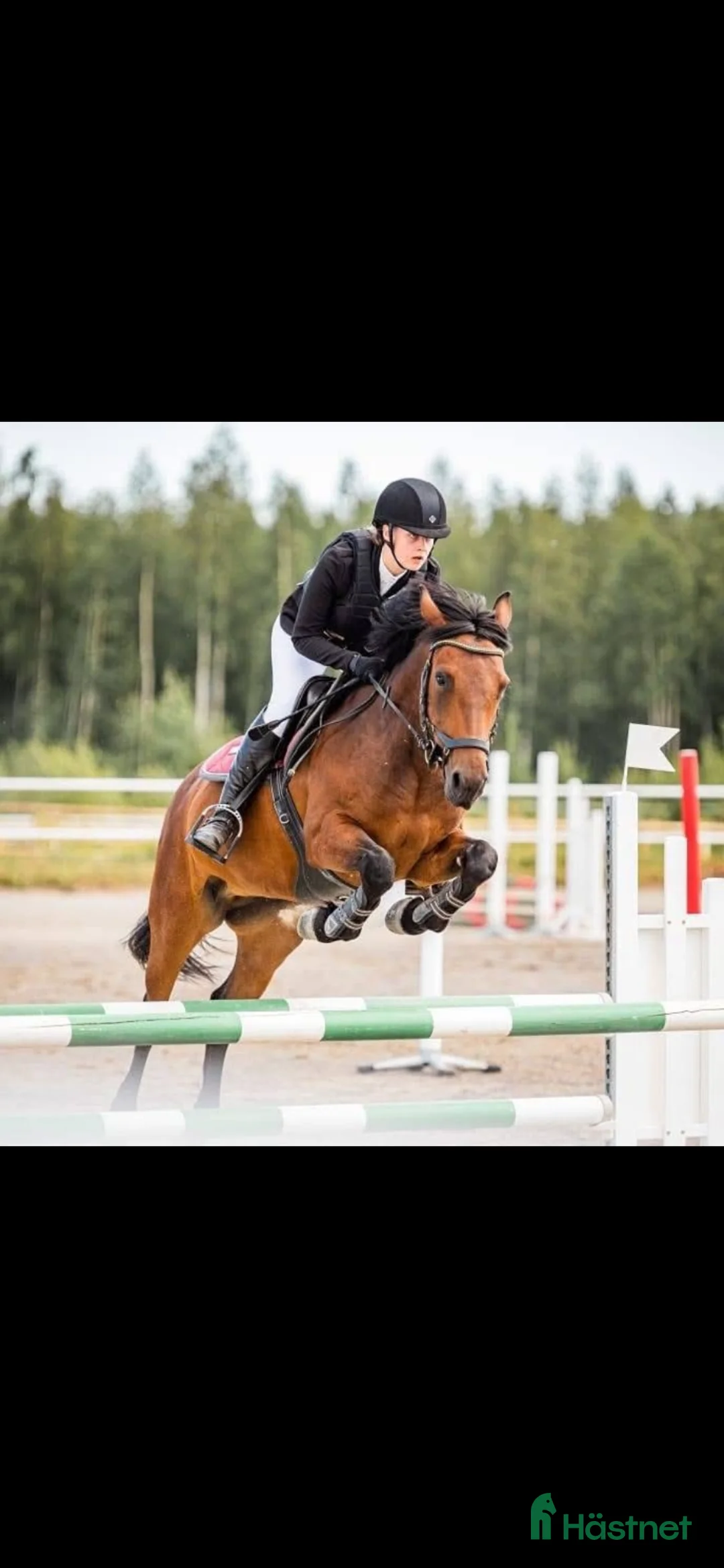 Allround hästar till salu: Snällaste läromästaren söker nytt hem - Annons 2