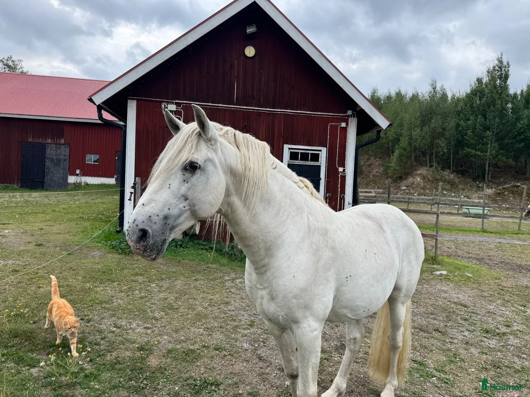 Avelshästar hästar till salu: PRE-hingst söker hem för avel och ett gott hästliv - Annons 3