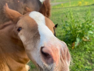 hästar Julklapp 🎁 Stoföl for fälttävlan 🌟 i Broakulla - Annons 2
