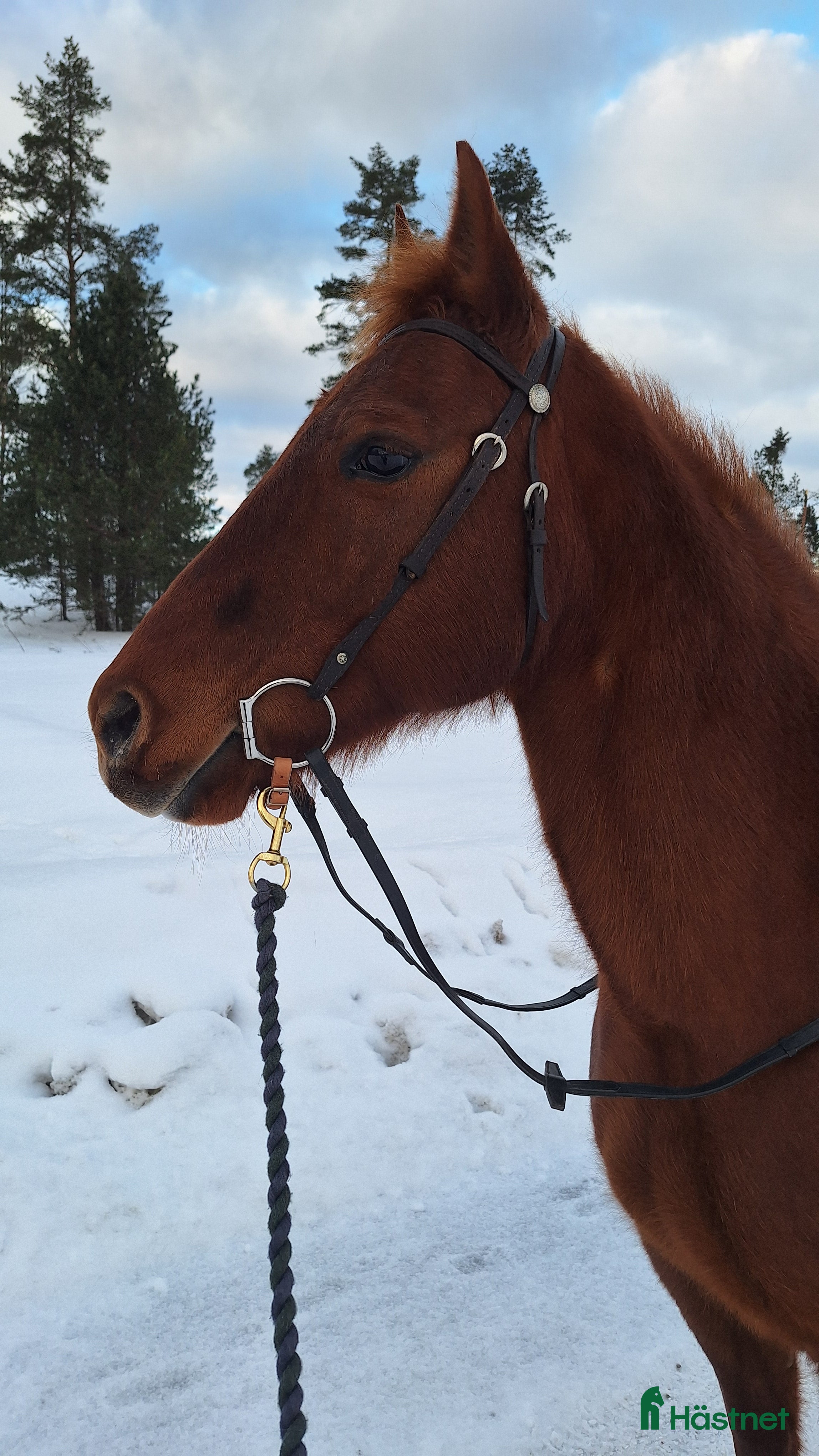  hästar Quartersto efter Dual Rey - Annons 9