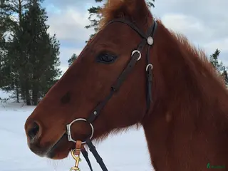 hästar Quartersto efter Dual Rey - Annons 9