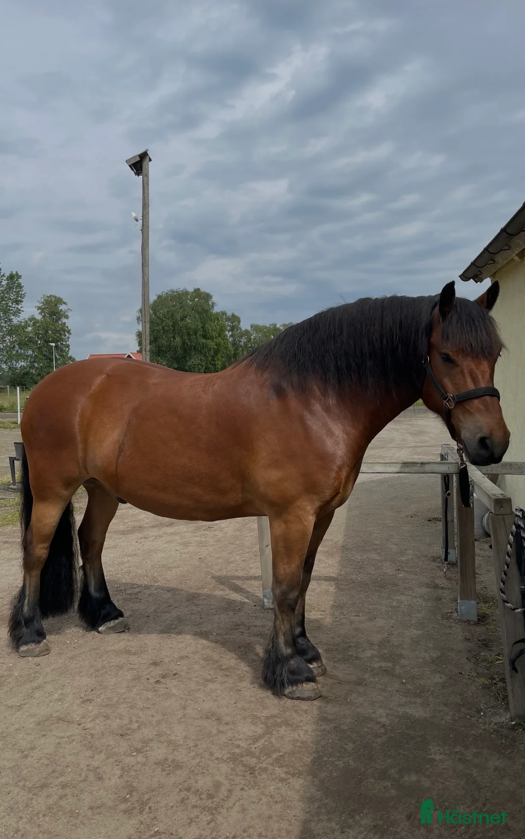 Allround hästar till salu: Fin Nordsvensk säljes! i Sankt Olof - Annons 1
