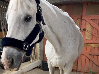 hästar Världens snällaste häst till foder i Staffanstorp - Annons 12