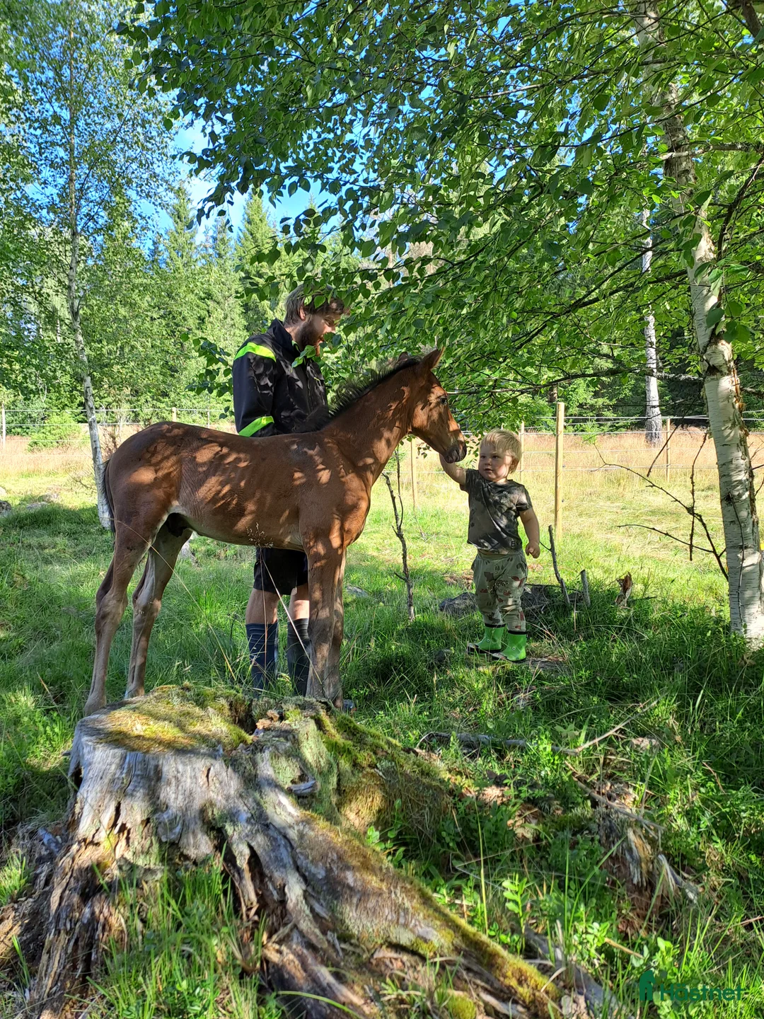 Fälttävlan hästar till salu: Åring med prestationsstark stamtavla i Bottnaryd - Annons 6