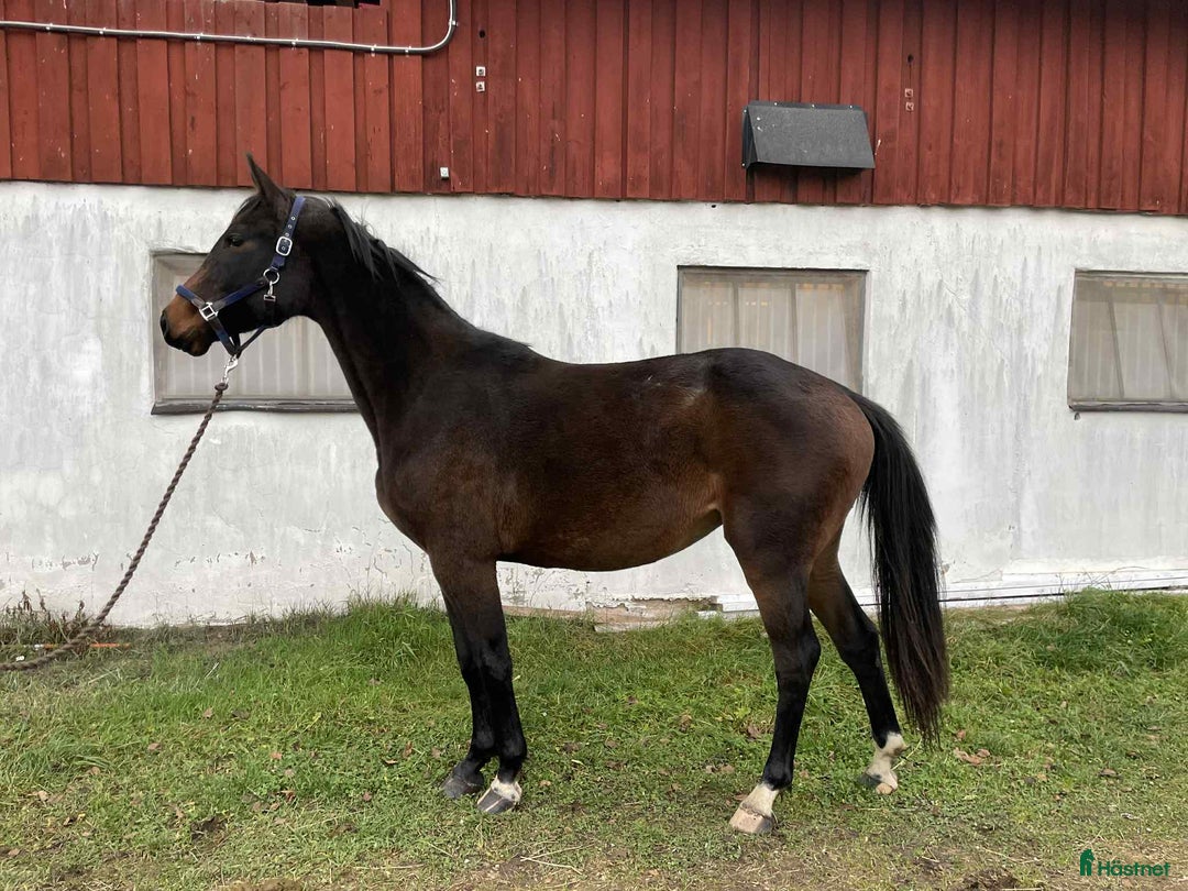 Allround hästar till salu: Välstammat 2 åring sto i Vimmerby - Annons 2