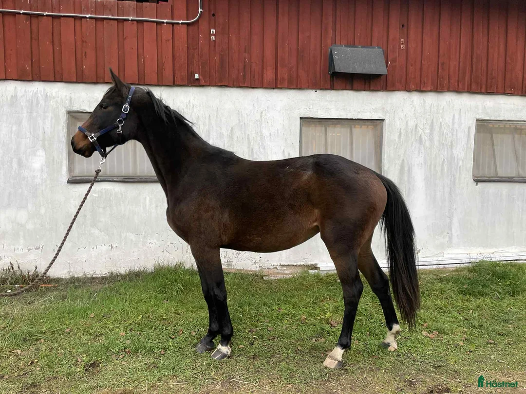 Allround hästar till salu: Välstammat 2 åring sto i Vimmerby - Annons 2