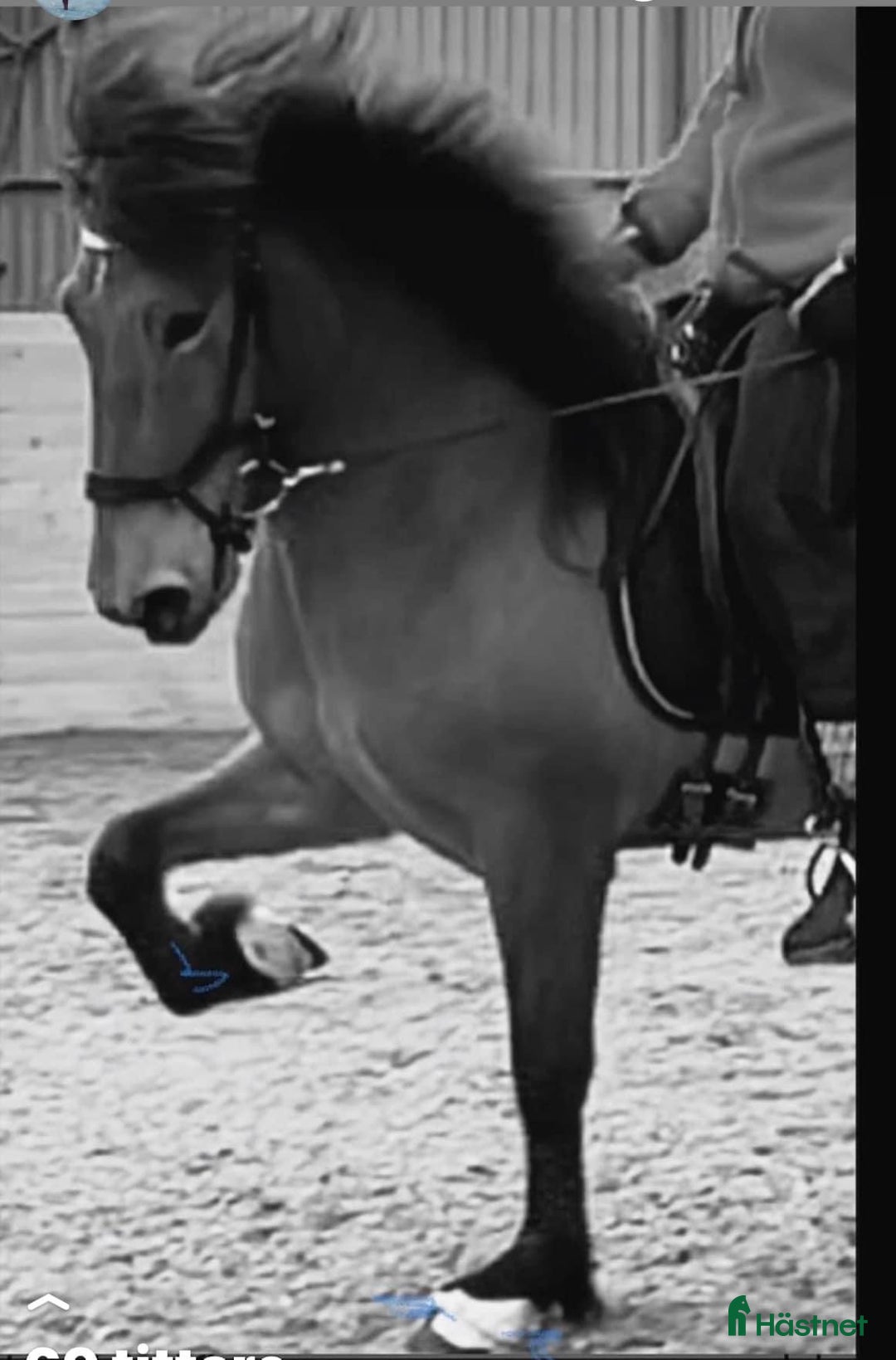 Island hästar till salu: utryckfullt hingstföl i Falun - Annons 4