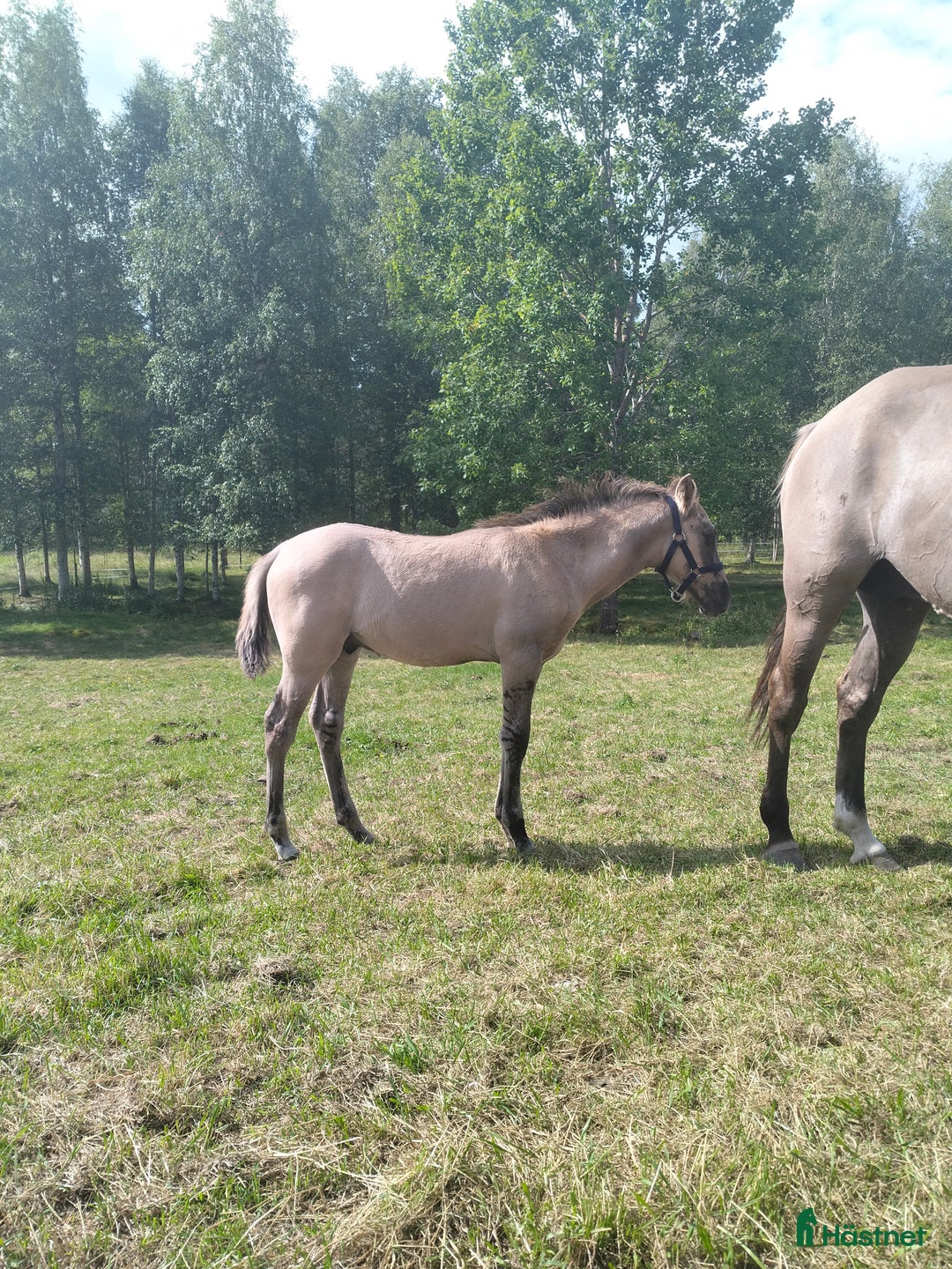 Allround hästar till salu: Vacker kigermustang i Kil - Bild 6