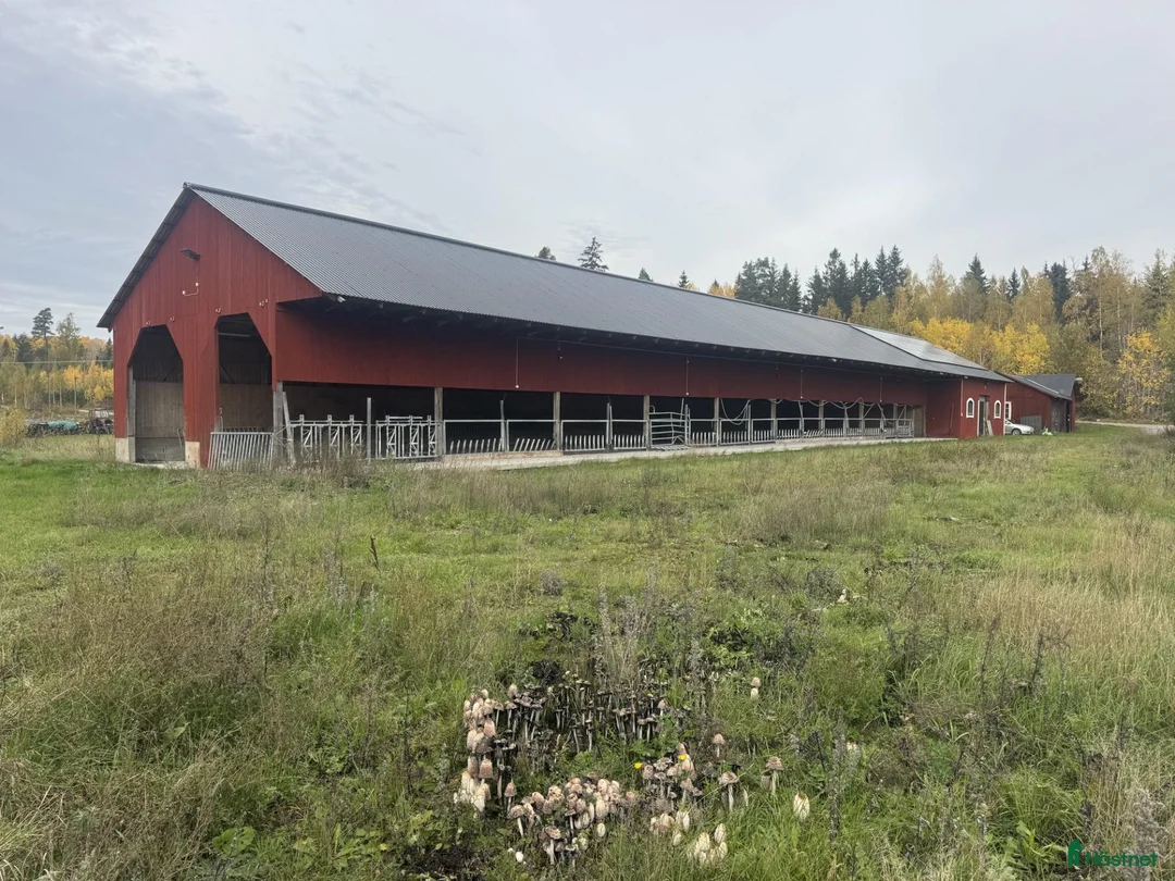 stallplats finnes: Lösdriftsstall med bete och verkstad uthyres - Annons 1