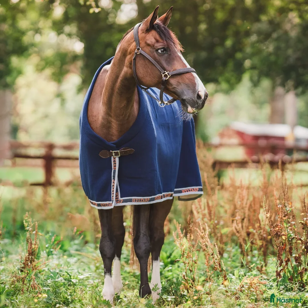 Täcken hästutrustning till salu: Fina Hyltarp saker  i Strömstad - Annons 1