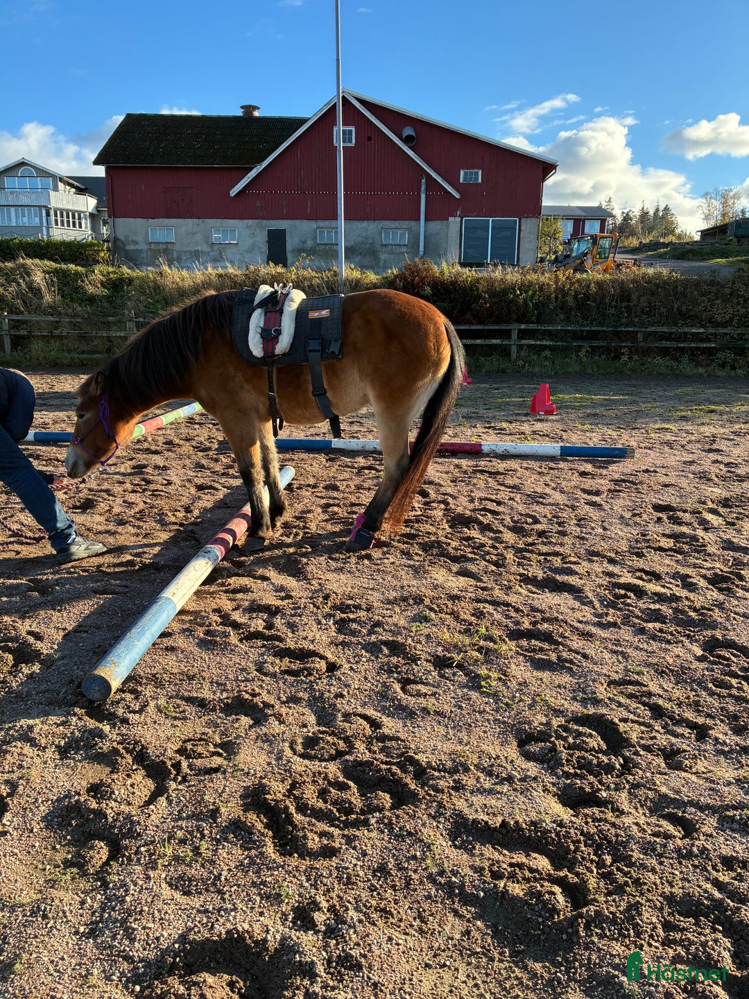 Trav hästar till salu: Allround/ponnytrav/ Diplomsto  - Annons 3