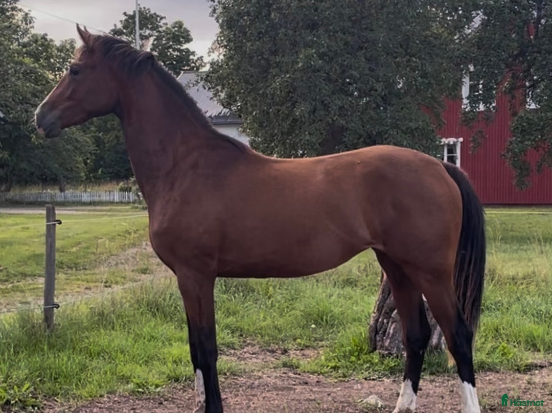 Hoppning hästar till salu: Ungsto med topp möderne  i Kumla - Annons 2