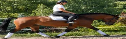 Allround hästar till salu: Your Dream allround partner - Annons 6
