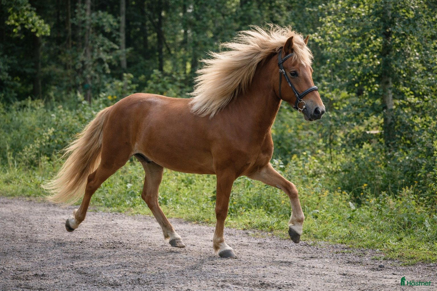  hästar 3.5 Årig 5-gångsvalack - Annons 6