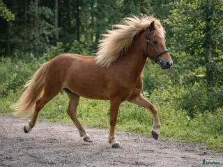 hästar 3.5 Årig 5-gångsvalack - Annons 14