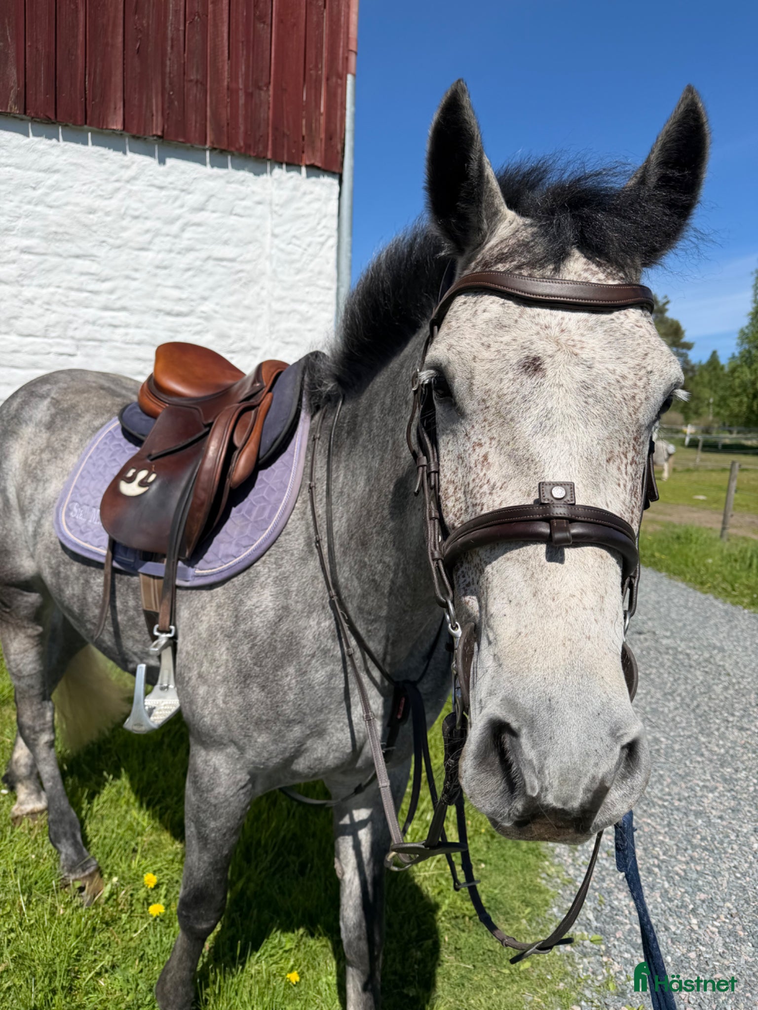  hästar Lovande ponny med stor utvecklingspotential - Annons 1