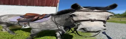 Allround hästar till salu: Lovande ponny med stor utvecklingspotential - Annons 1