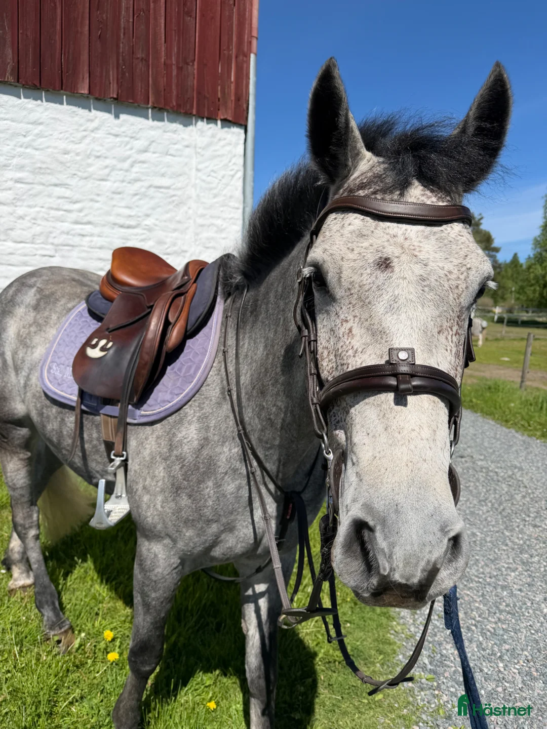 Allround hästar till salu: Lovande ponny med stor utvecklingspotential - Annons 1