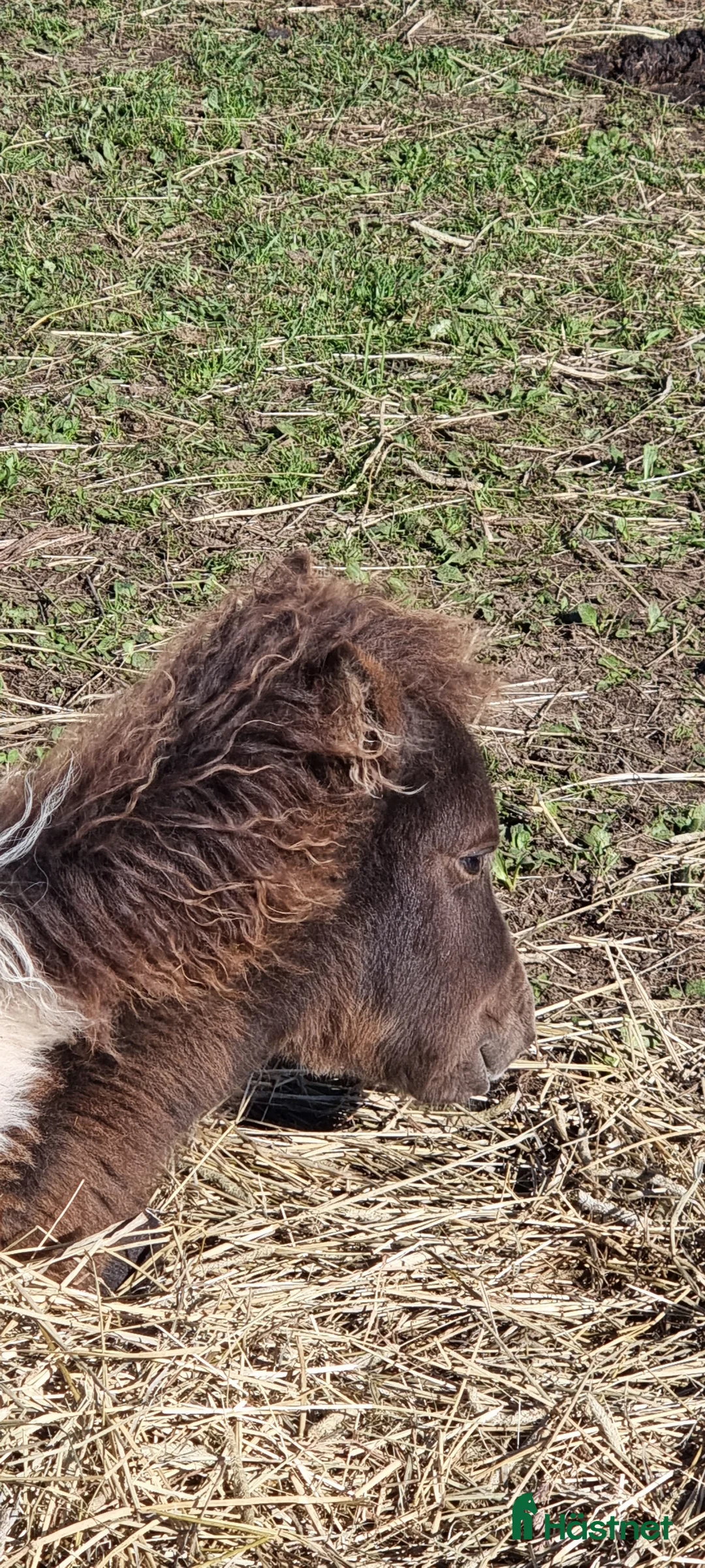 Allround hästar till salu: Underbar mini american föl. i Skara - Annons 3