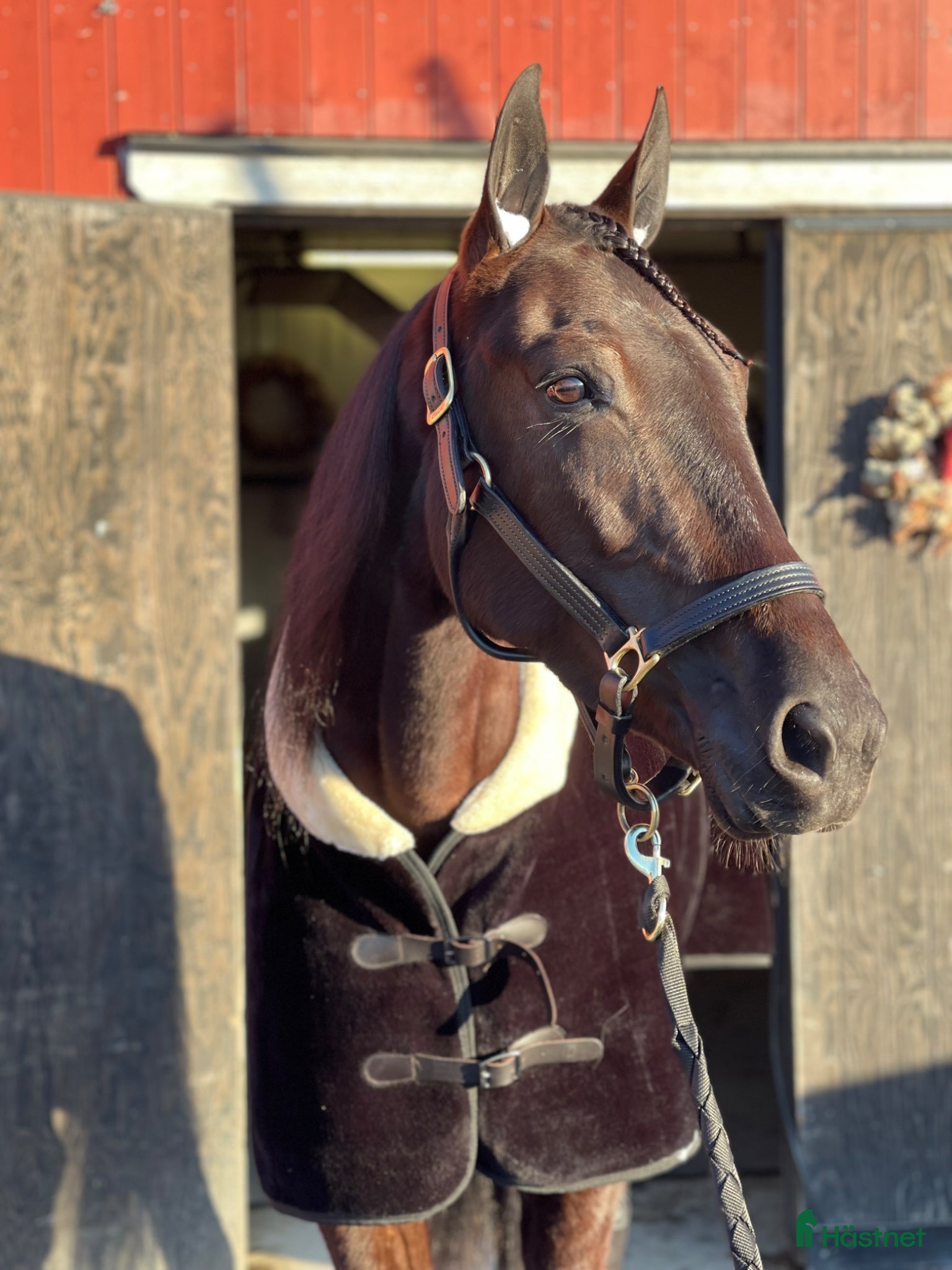  hästar Välstammat Avelssto - Annons 13