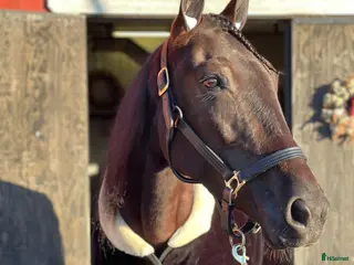 hästar Välstammat Avelssto - Annons 13