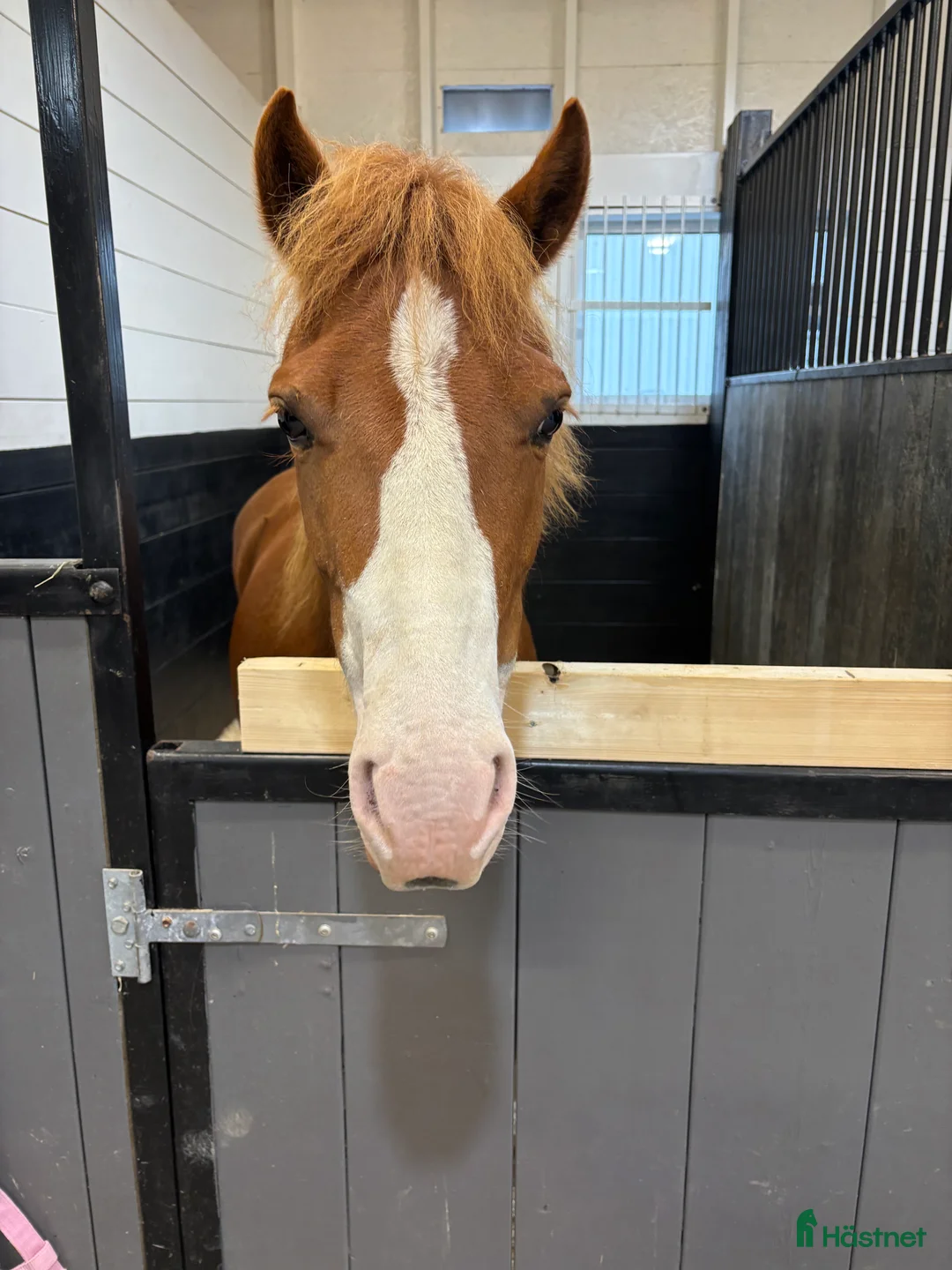 Allround hästar till salu: Världens sötaste Molly letar nytt hem  - Annons 2