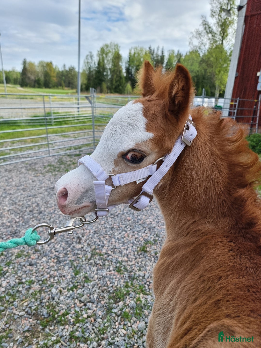 Allround hästar till salu: Ett föl som fångar blicken direkt.  i Nyköping - Annons 18