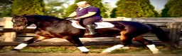 Allround hästar till salu: Rexon–10yo|170 Silesian Gelding|Family Horse - Annons 6