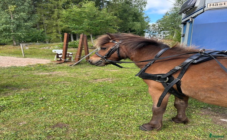 Körselar körning till salu i Ronneby - Annons 8