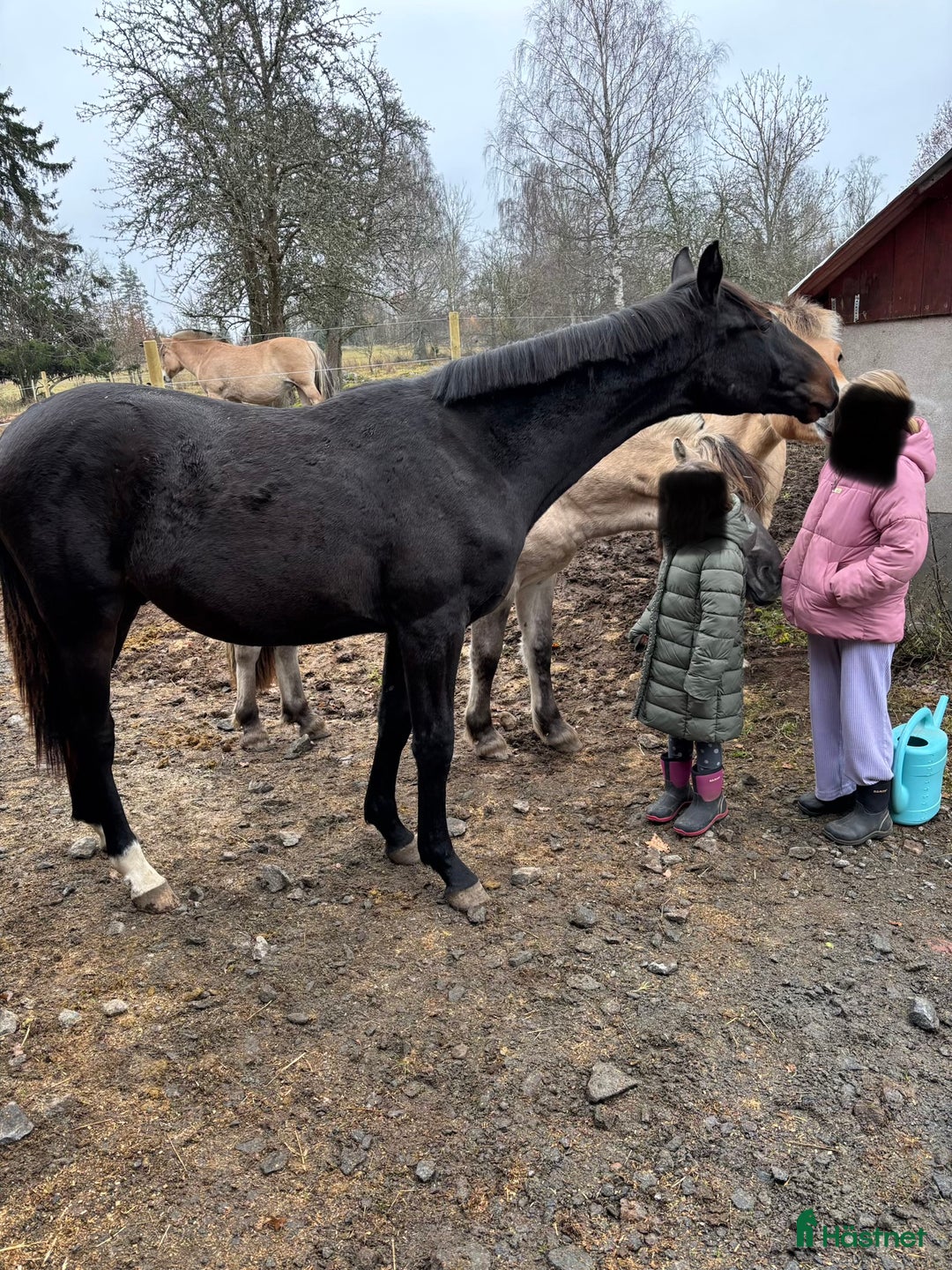 Hoppning hästar till salu: Social kille för framtiden i Vimmerby - Annons 2